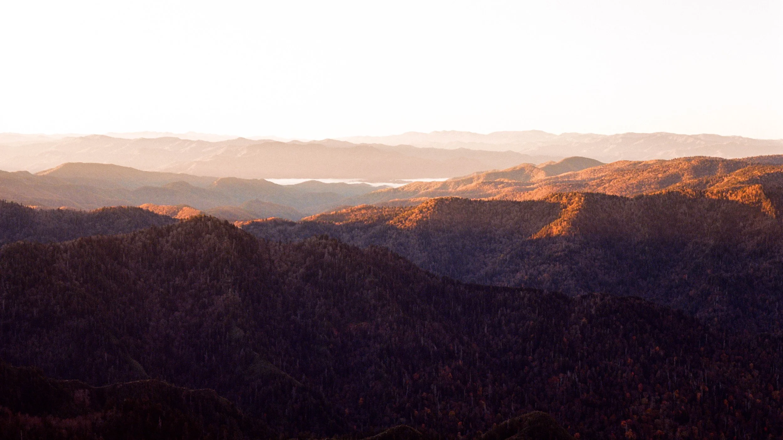 Wildlife and landscapes