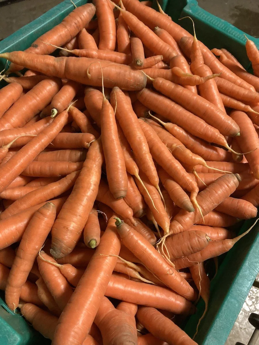 Orange Carrots