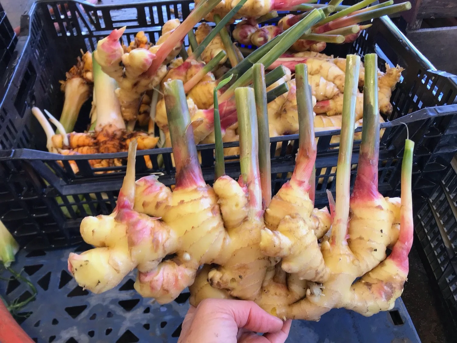 Market Notes for Nov. 1, the final regular market of the season!