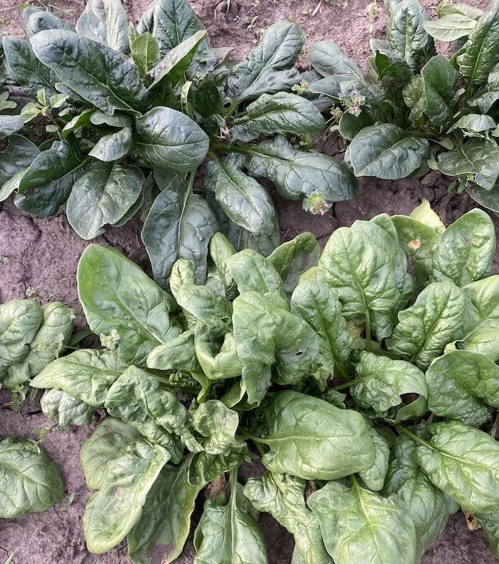CSA #1 (5/26/26) 