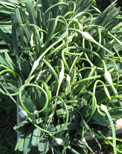 CSA #4 (6/16/26)