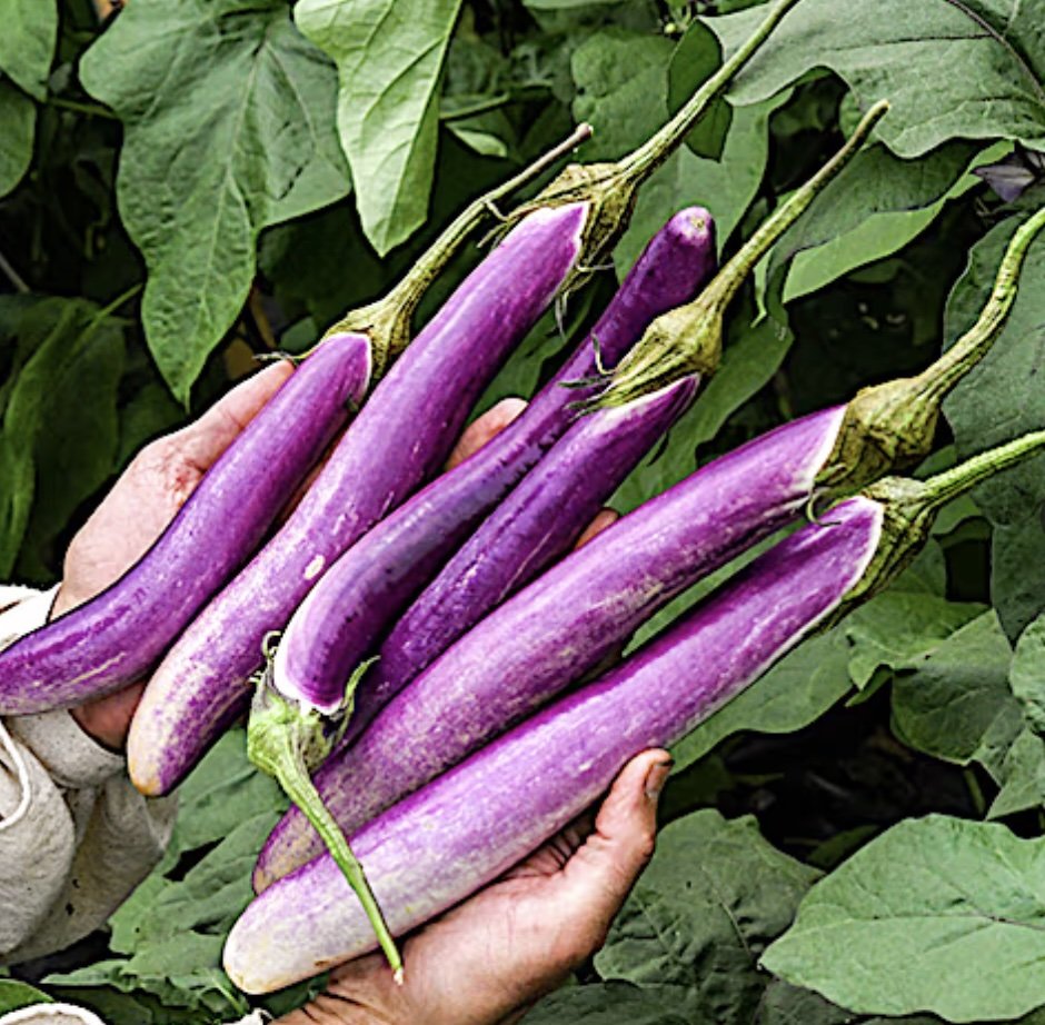 CSA #8 (7/14/26)