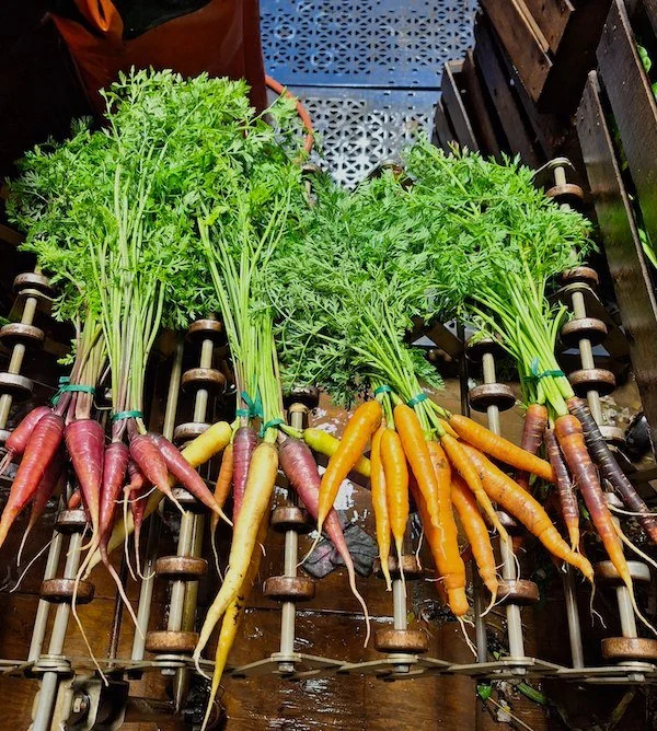 carrot varieties.jpeg