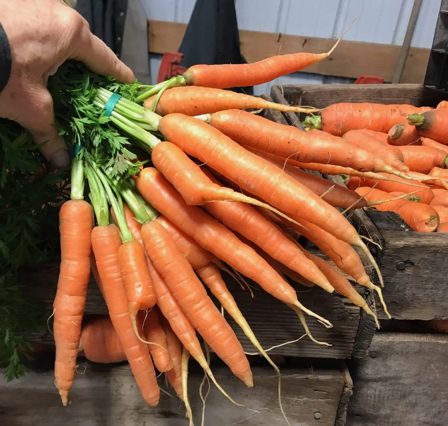 bunched orange carrots.jpeg