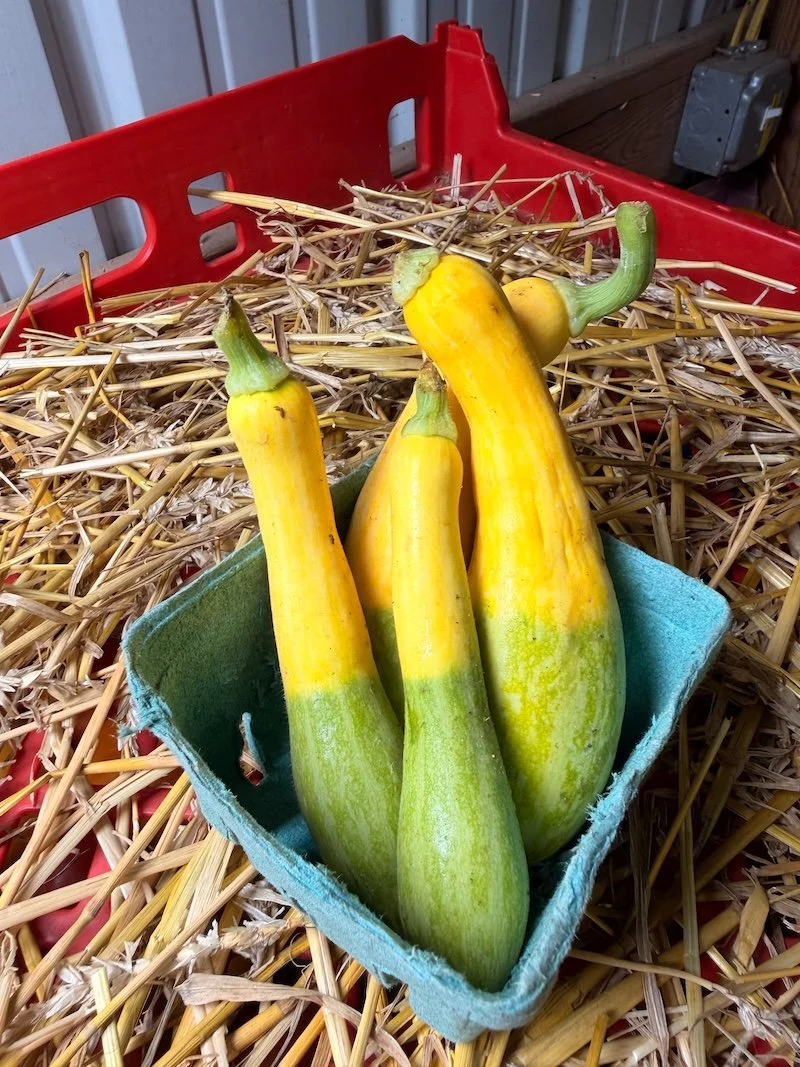 Baby Summer Squash