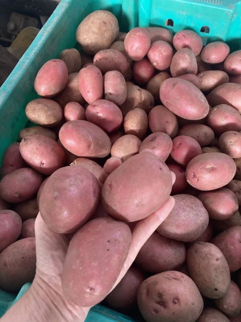 Red Prairie potatoes.jpg