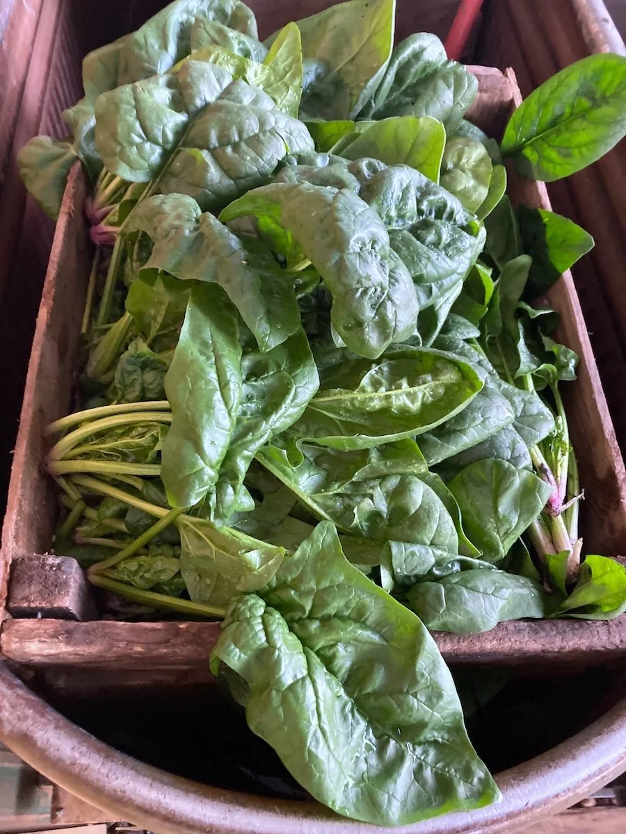 fall spinach.jpg