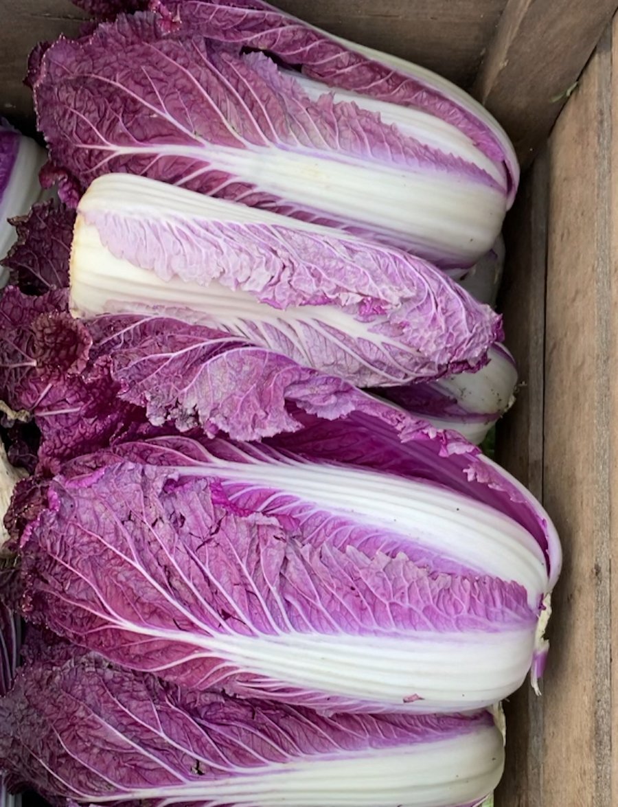 red napa cabbage.jpg