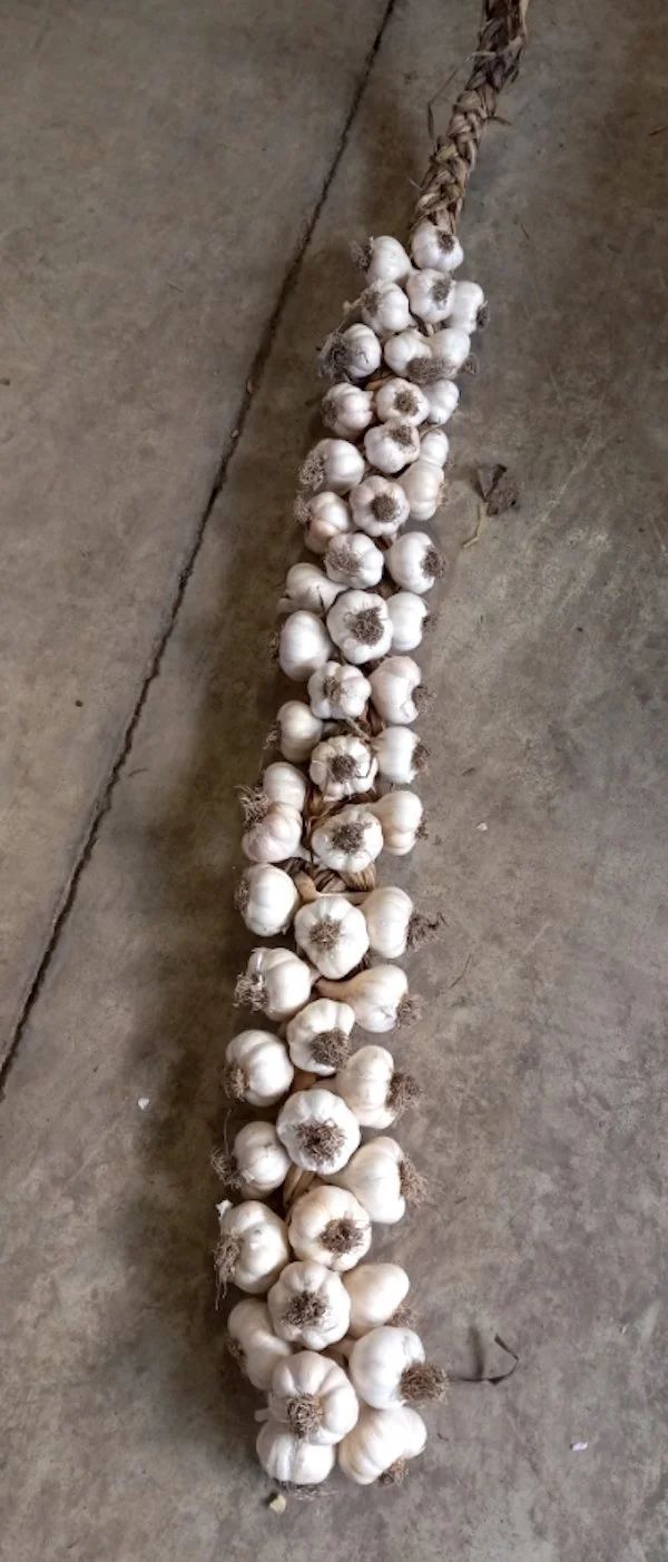 long garlic braid on floor.jpeg