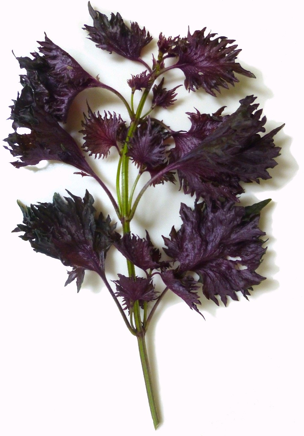 Red Shiso