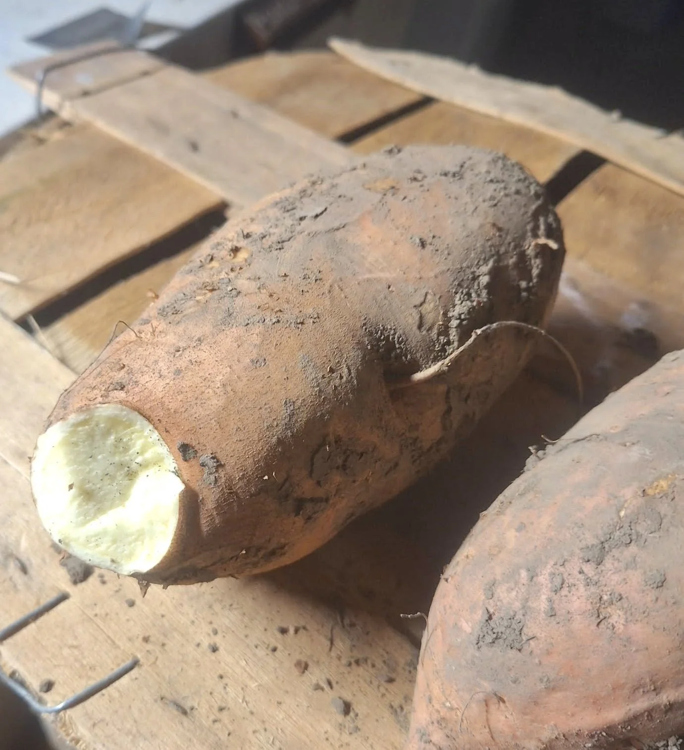 White Boniato Sweet Potatoes