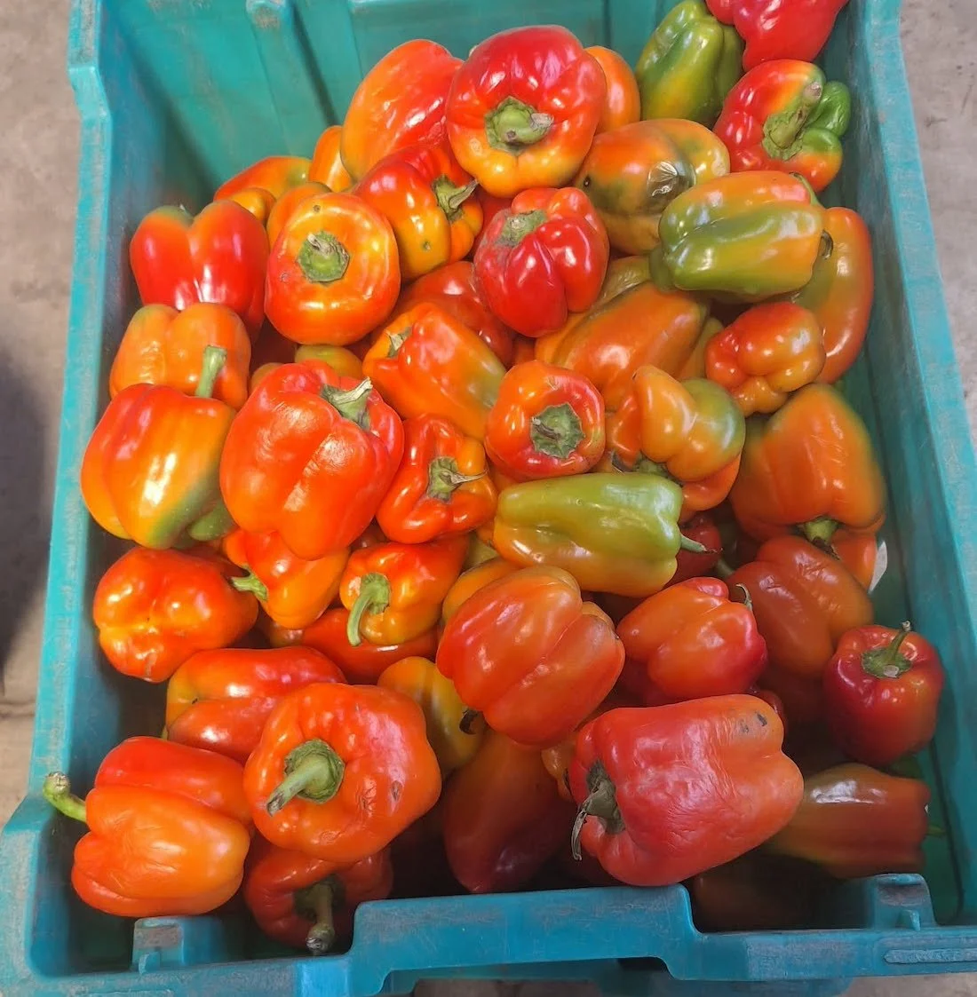 Colored Bell Peppers SECONDS