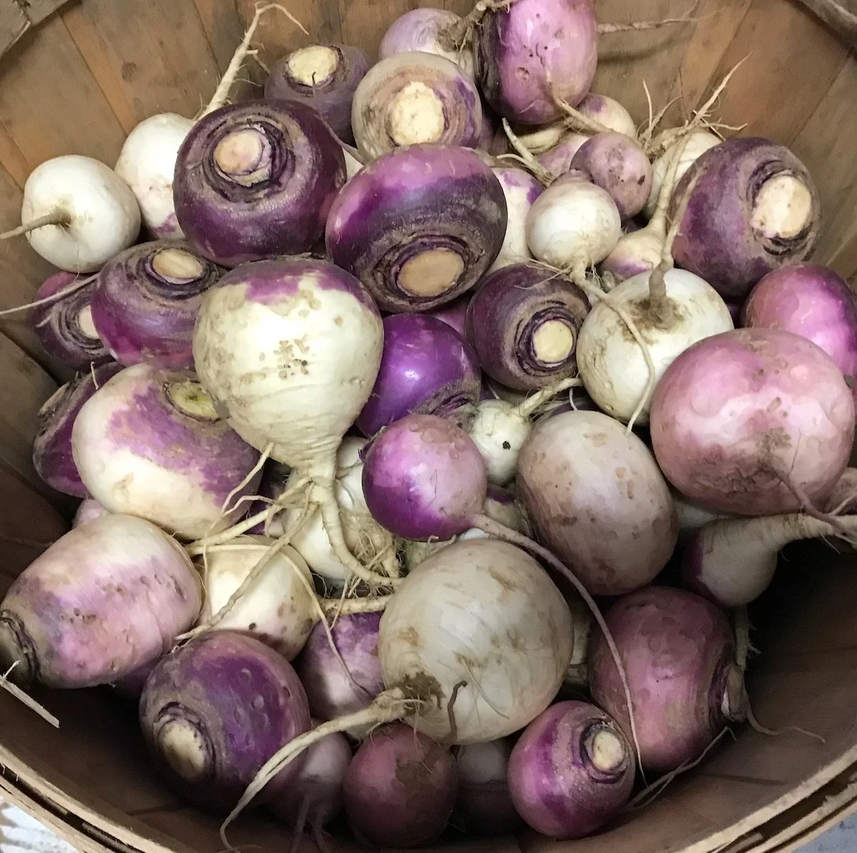 purple top turnip.jpeg