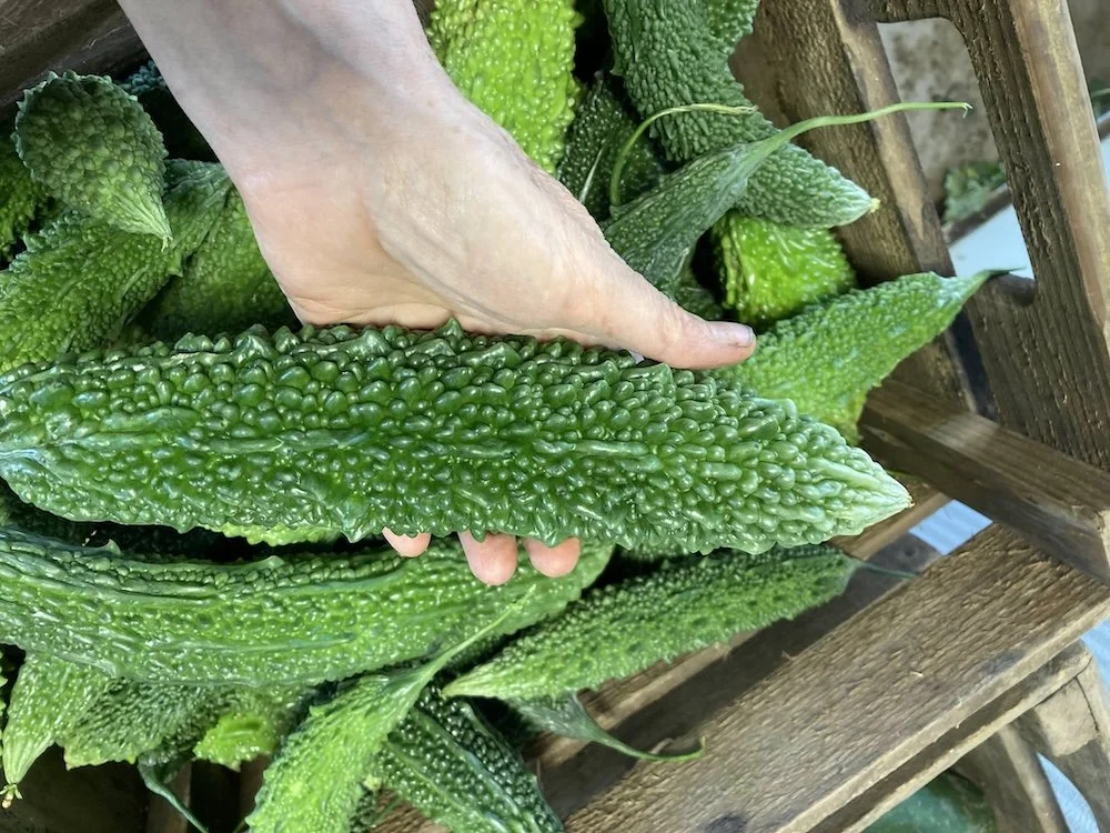 bitter melon in hand.jpg