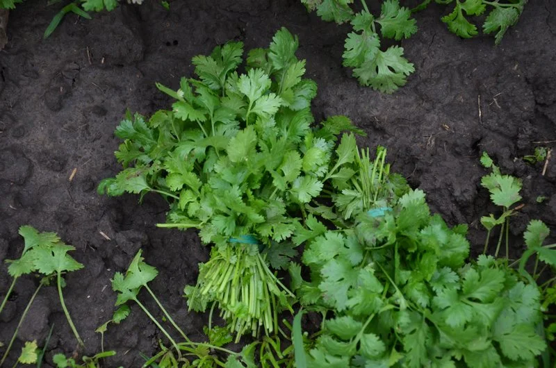Cilantro