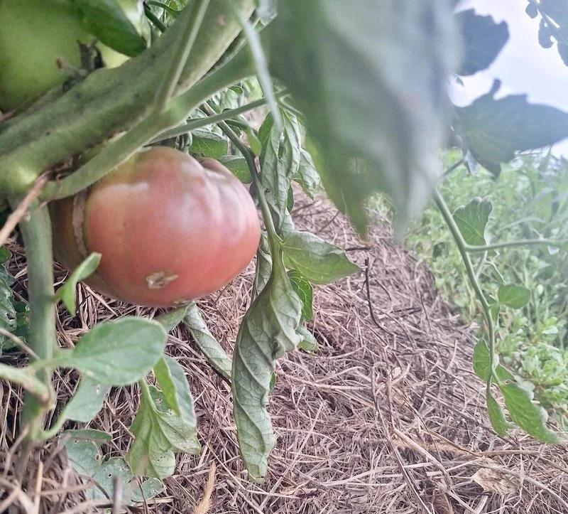 cherokee purple ripening.jpg