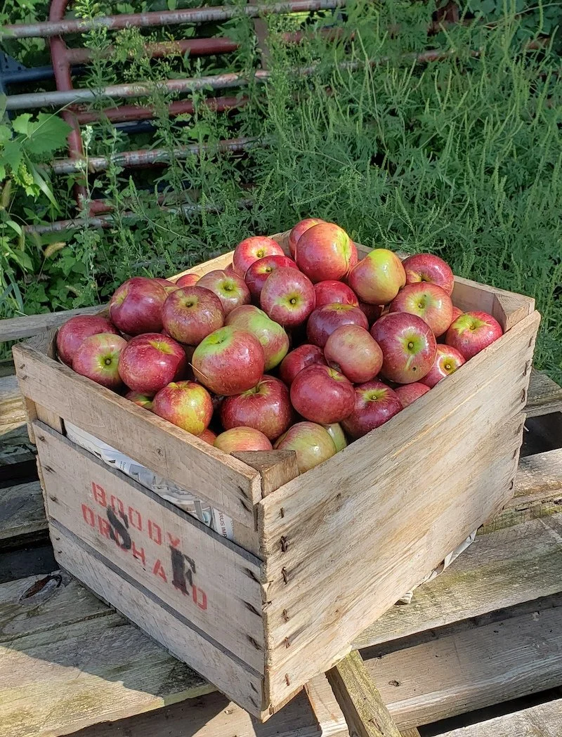 crate of red apples.jpg