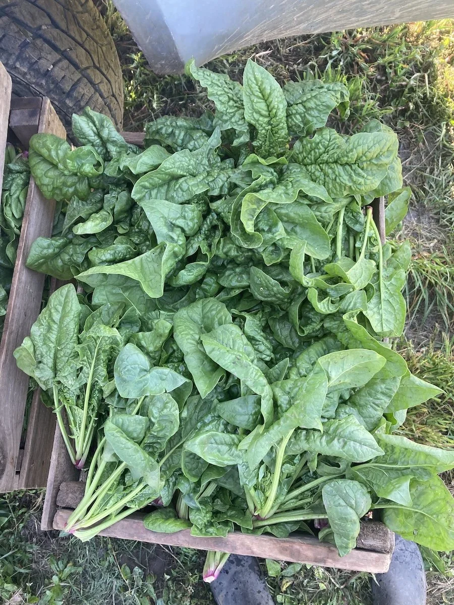 box of spinach.jpg