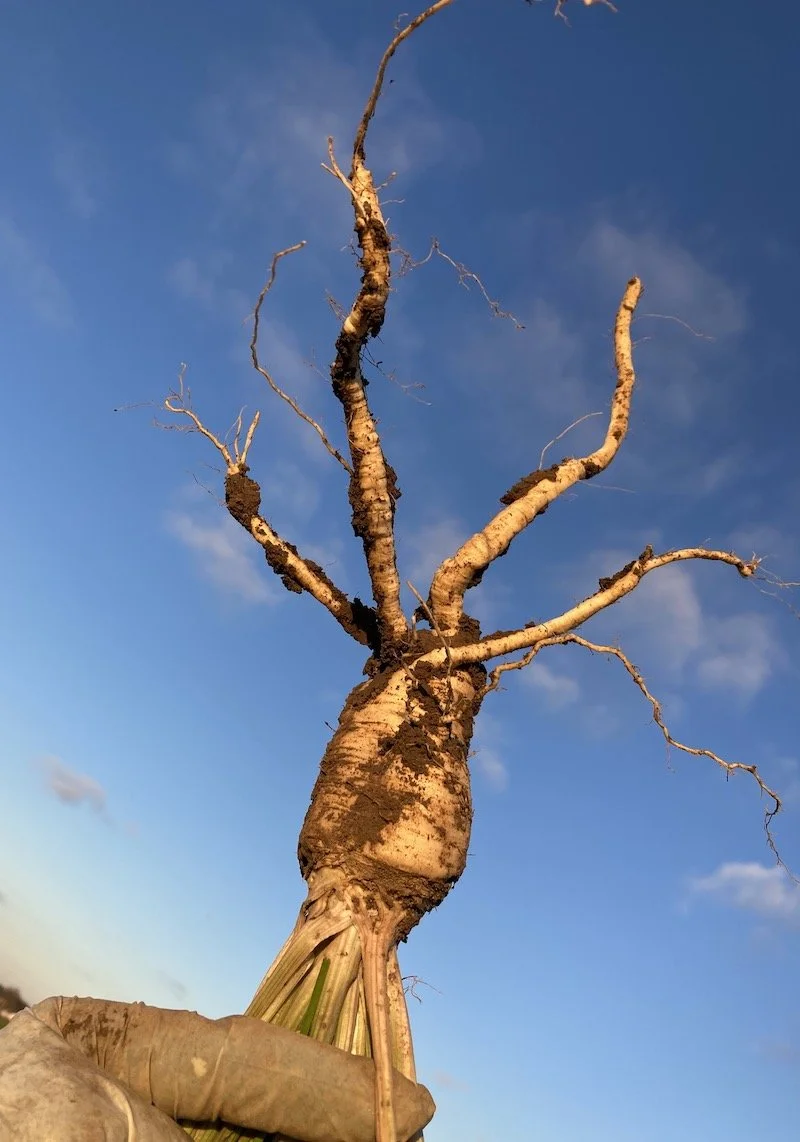 Parsley root dervish.jpg