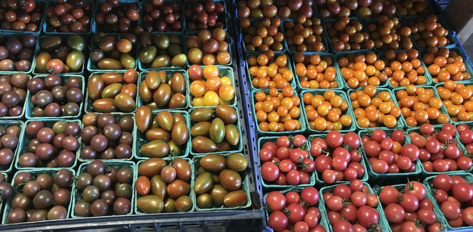 CherryTomatoes.jpeg