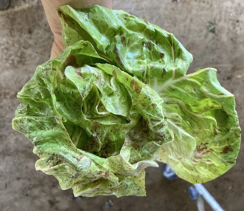 Radicchio