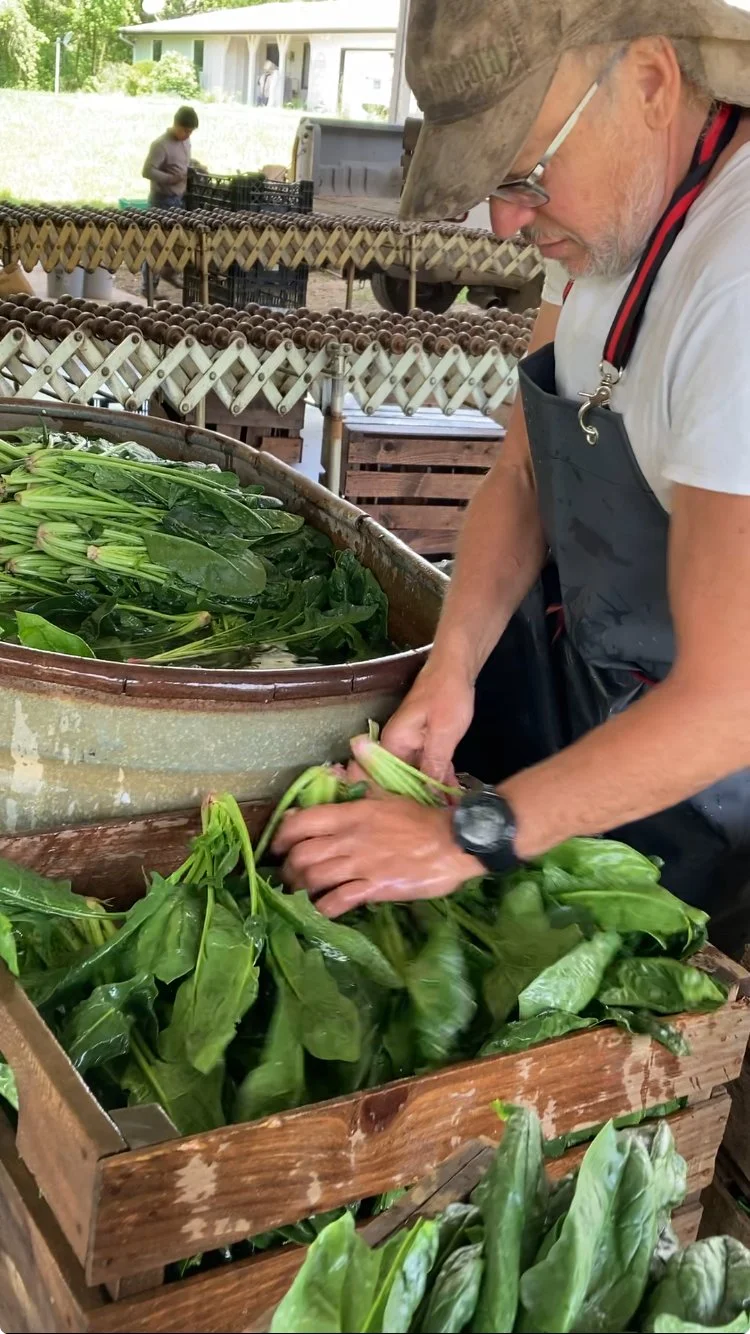 Henry washing spinach.jpeg