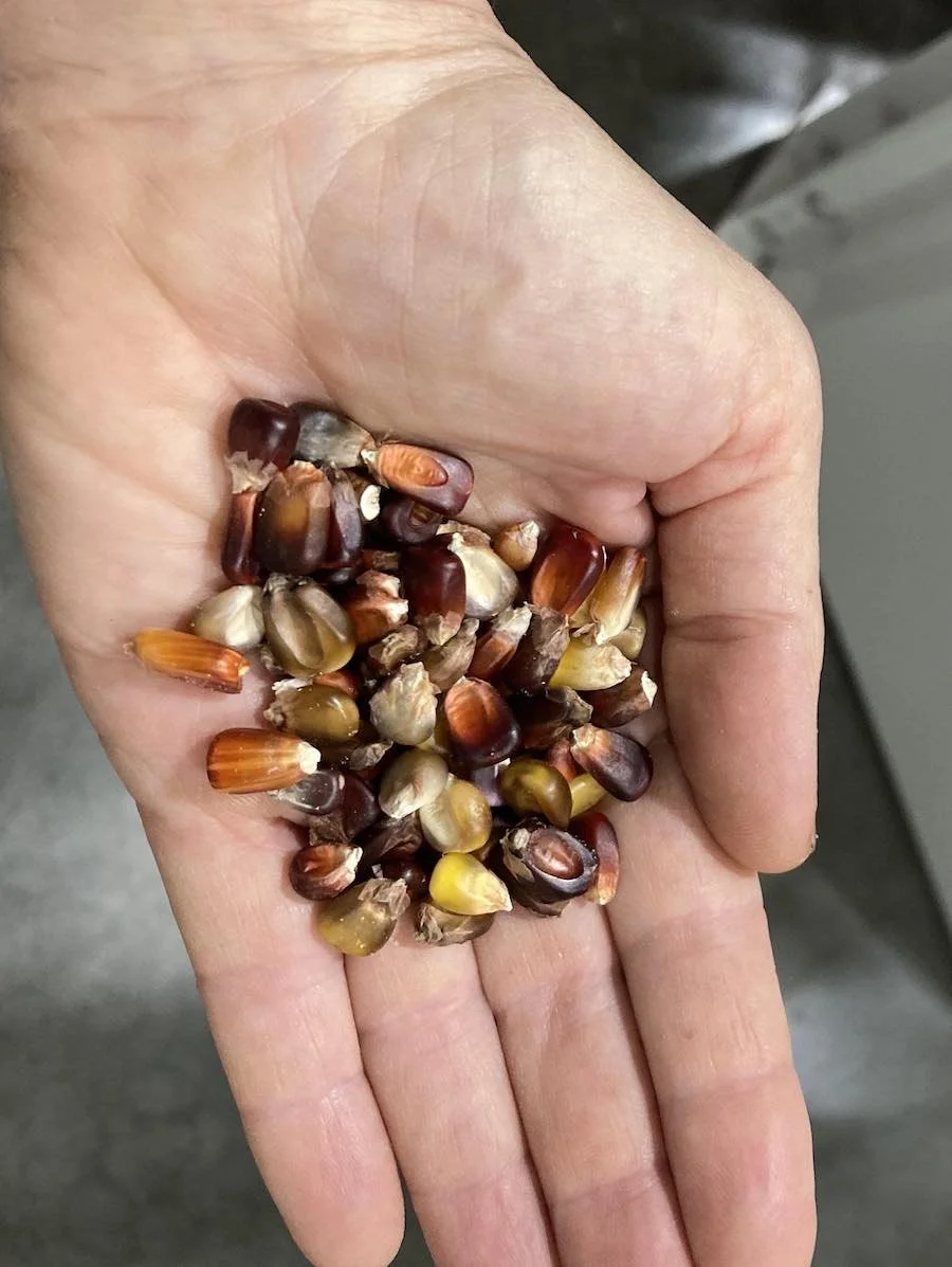 Pongo Creek kernels.jpg