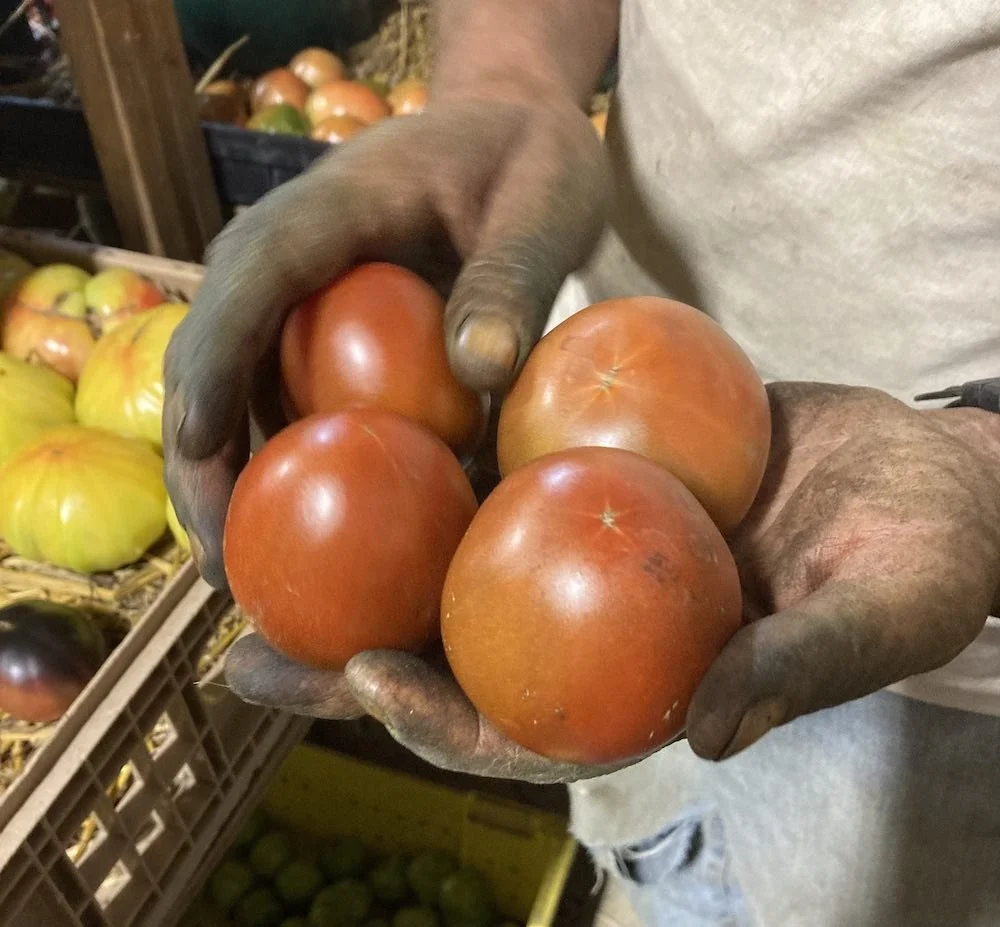 black prince tomato in hand.jpg