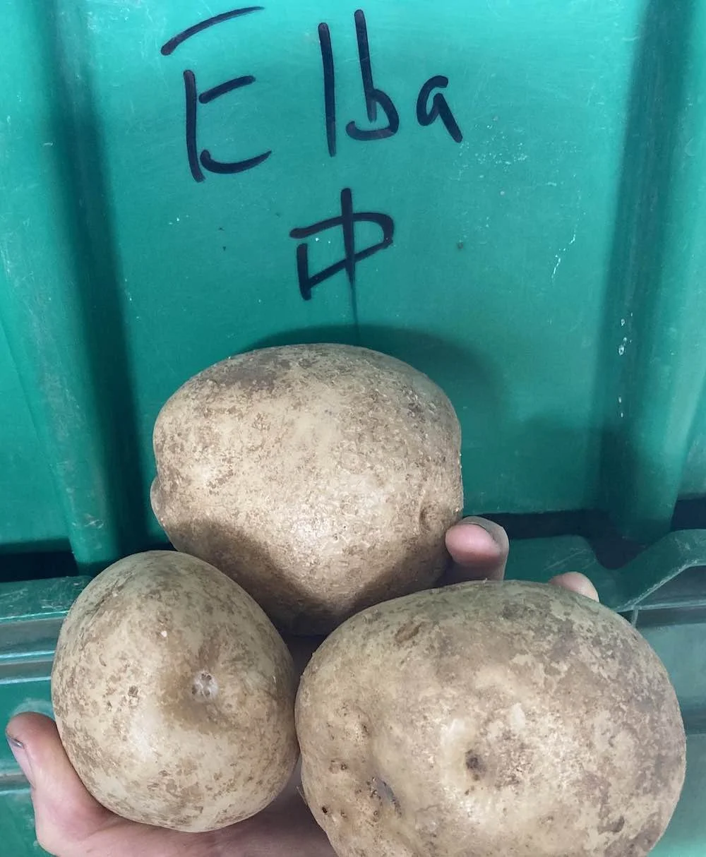 Elba potatoes.jpg