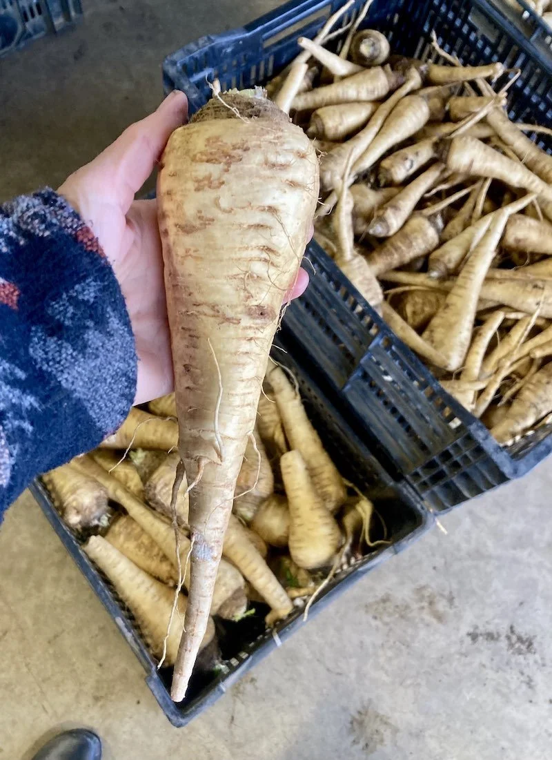 Parsnips
