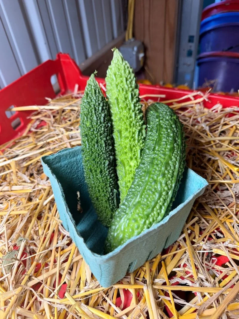 Bitter Melon