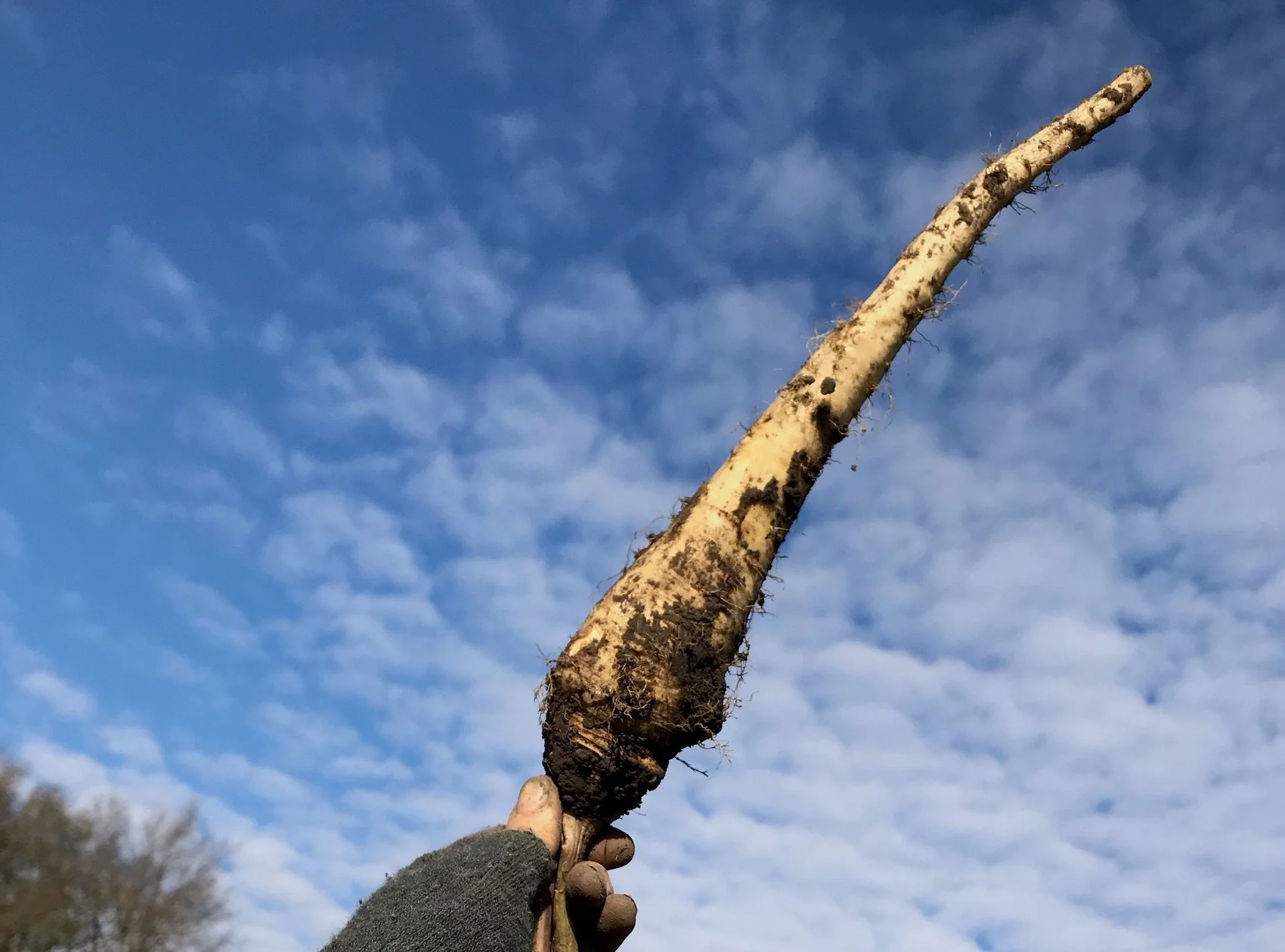 parsnip and sky.jpeg
