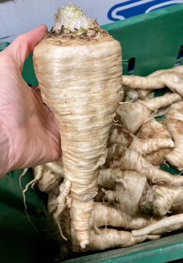 parsley root.jpg