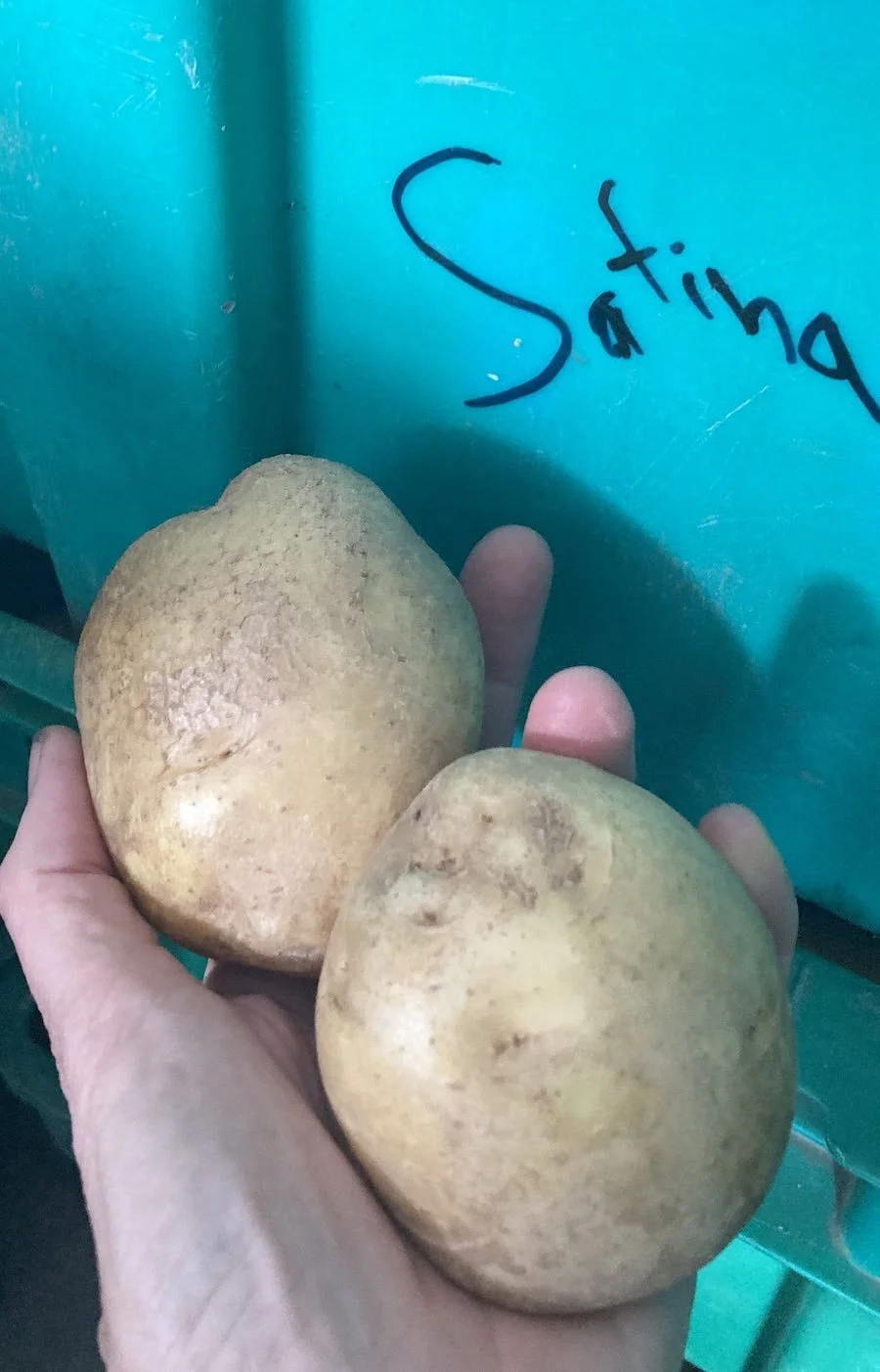 Satina potatoes.jpg