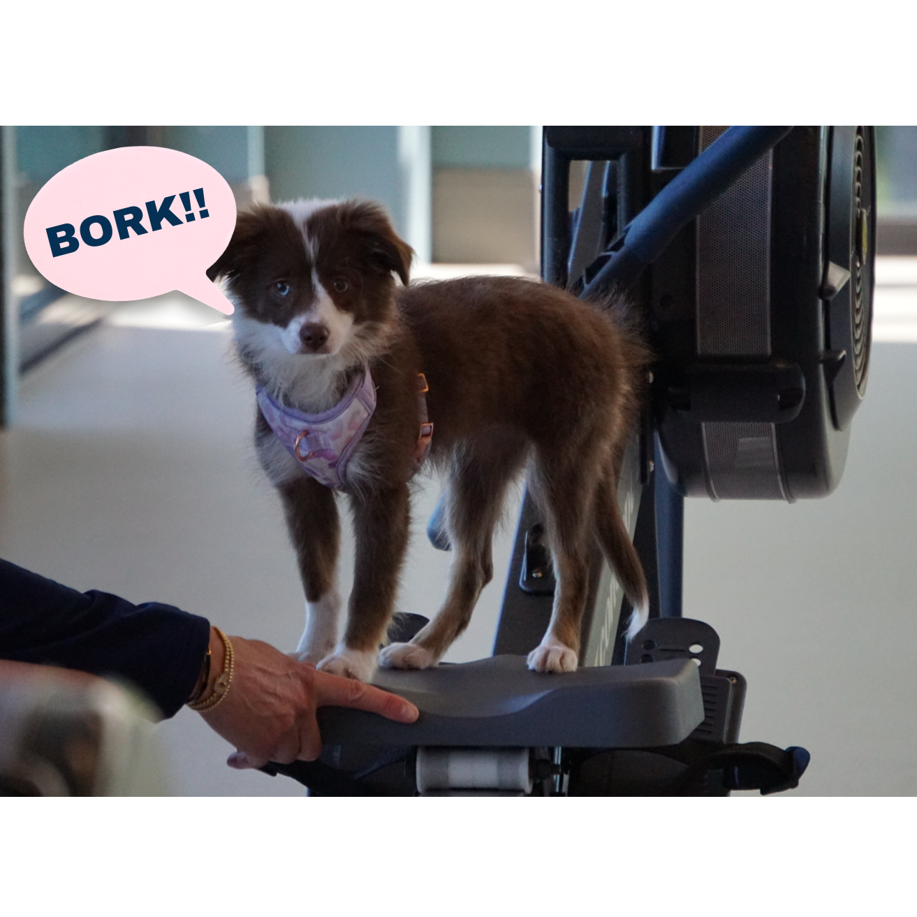 A small brown and white dog standing on a treadmill at an airport, wearing a purple harness, with a speech bubble saying 'BORK!!'.