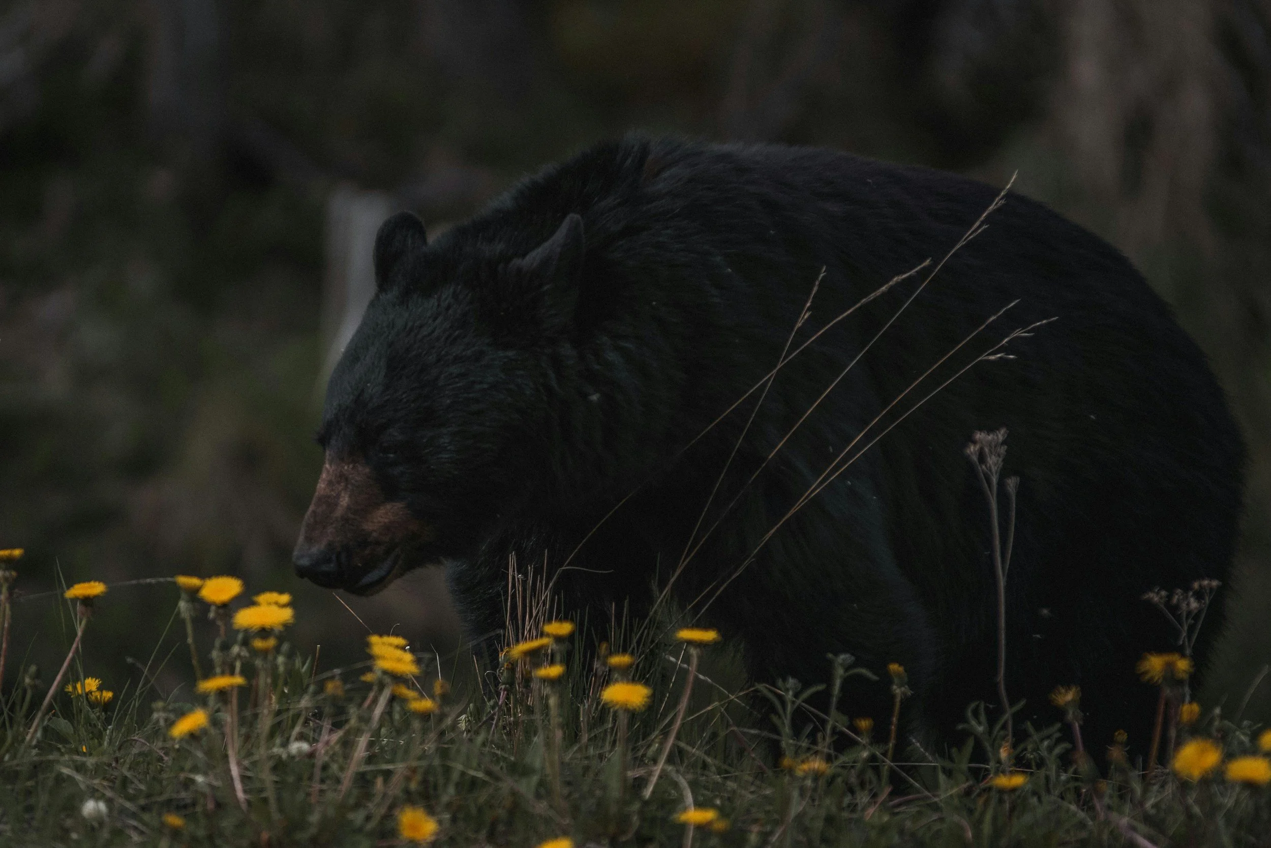 unsplash-image-D4RugAgvpEQ.jpg