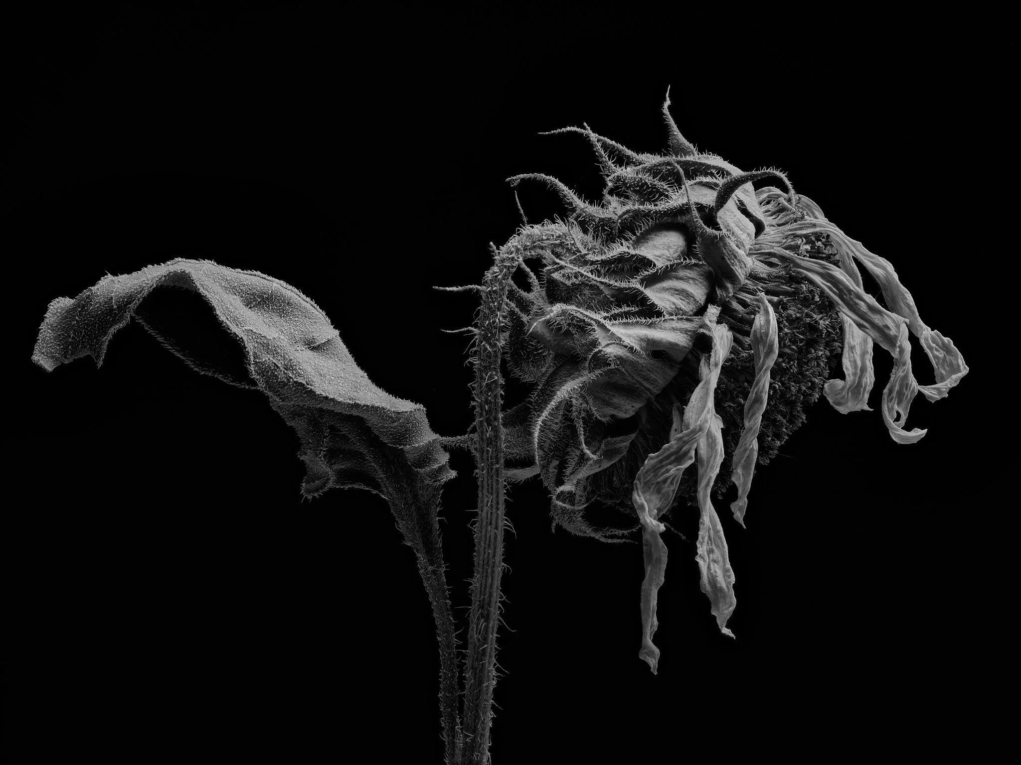 Flower 5 Stacked.jpg