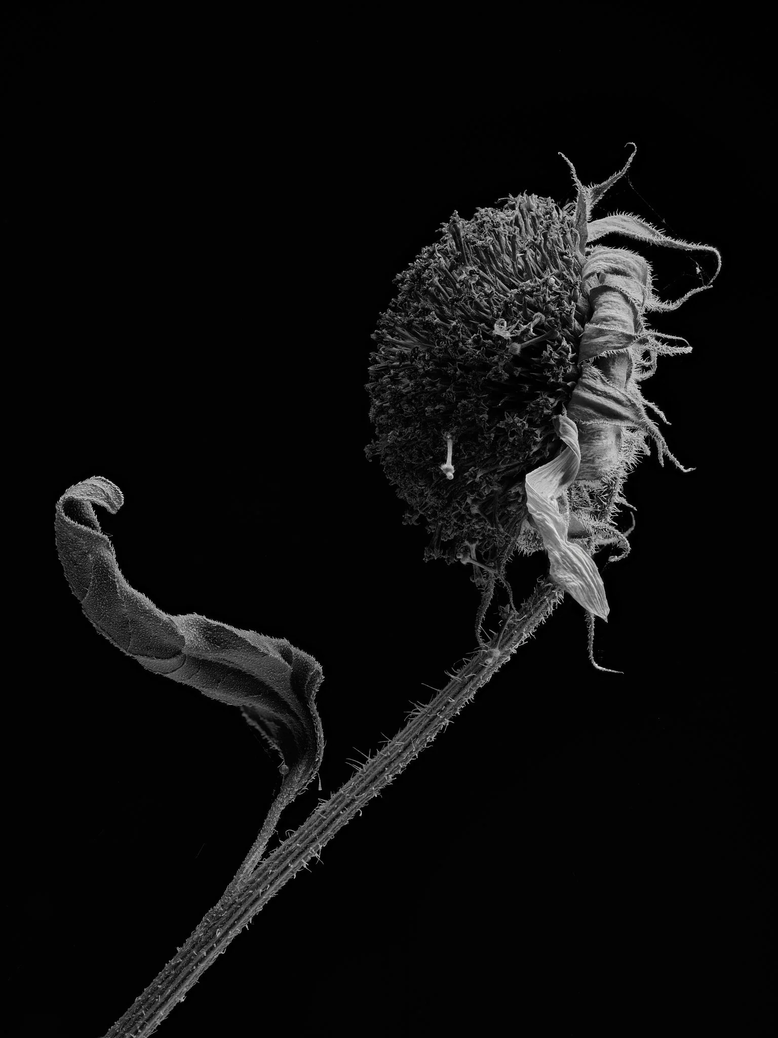 Flower 8 Stacked.jpg