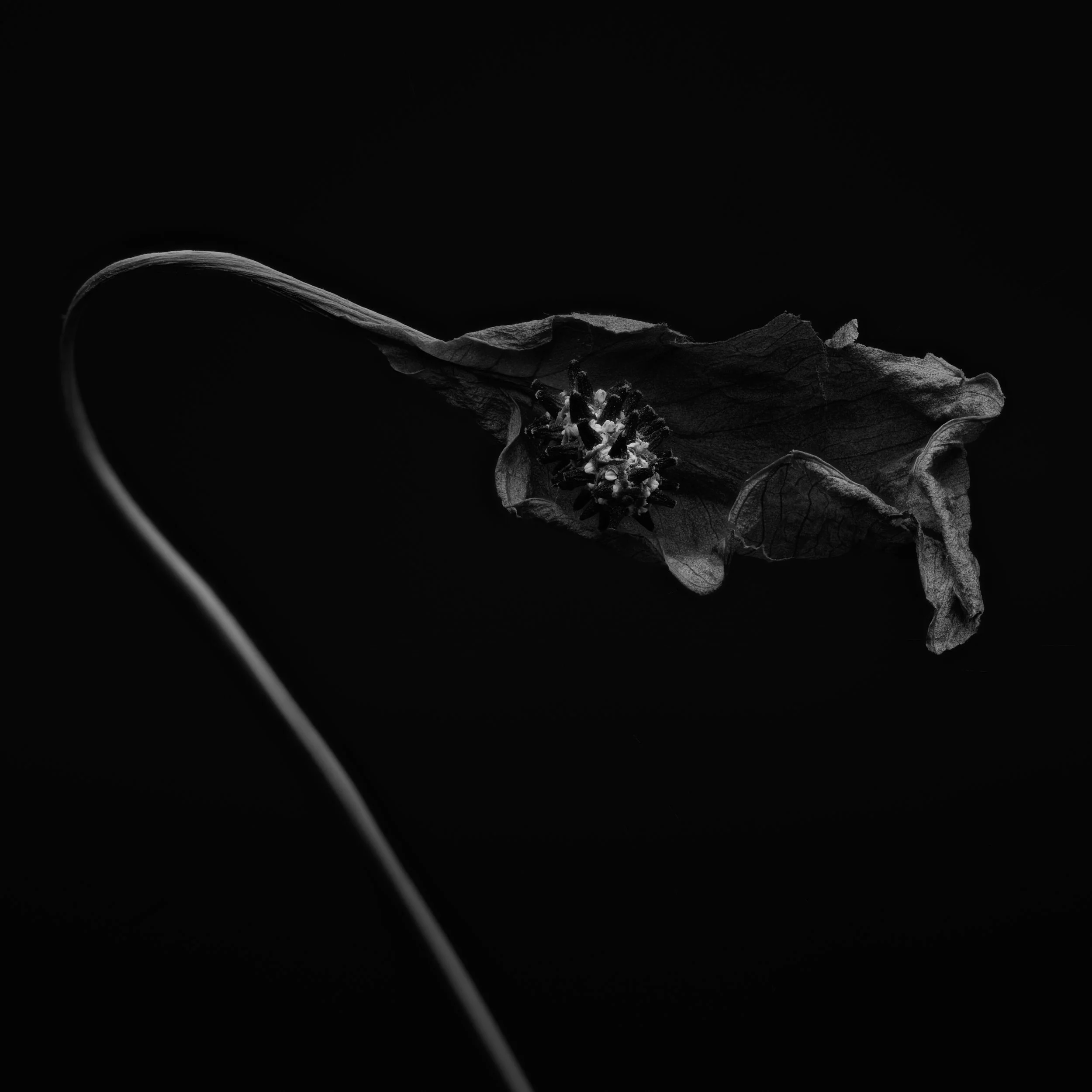 When Peace Lilies Die 2.jpg