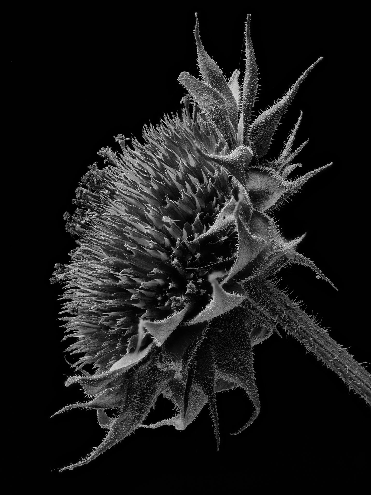 Flower 11 Stacked.jpg