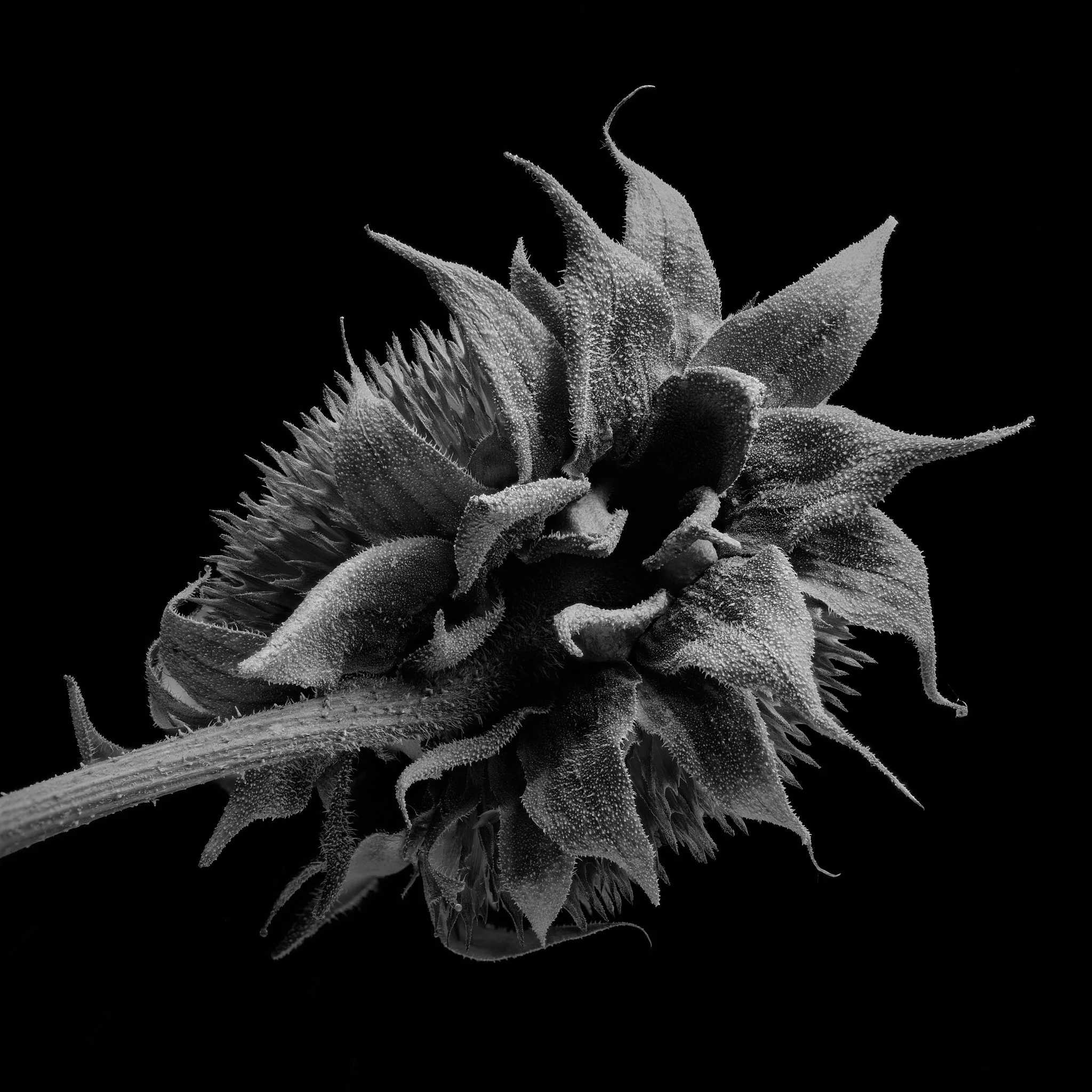 Flower 10 Stacked.jpg