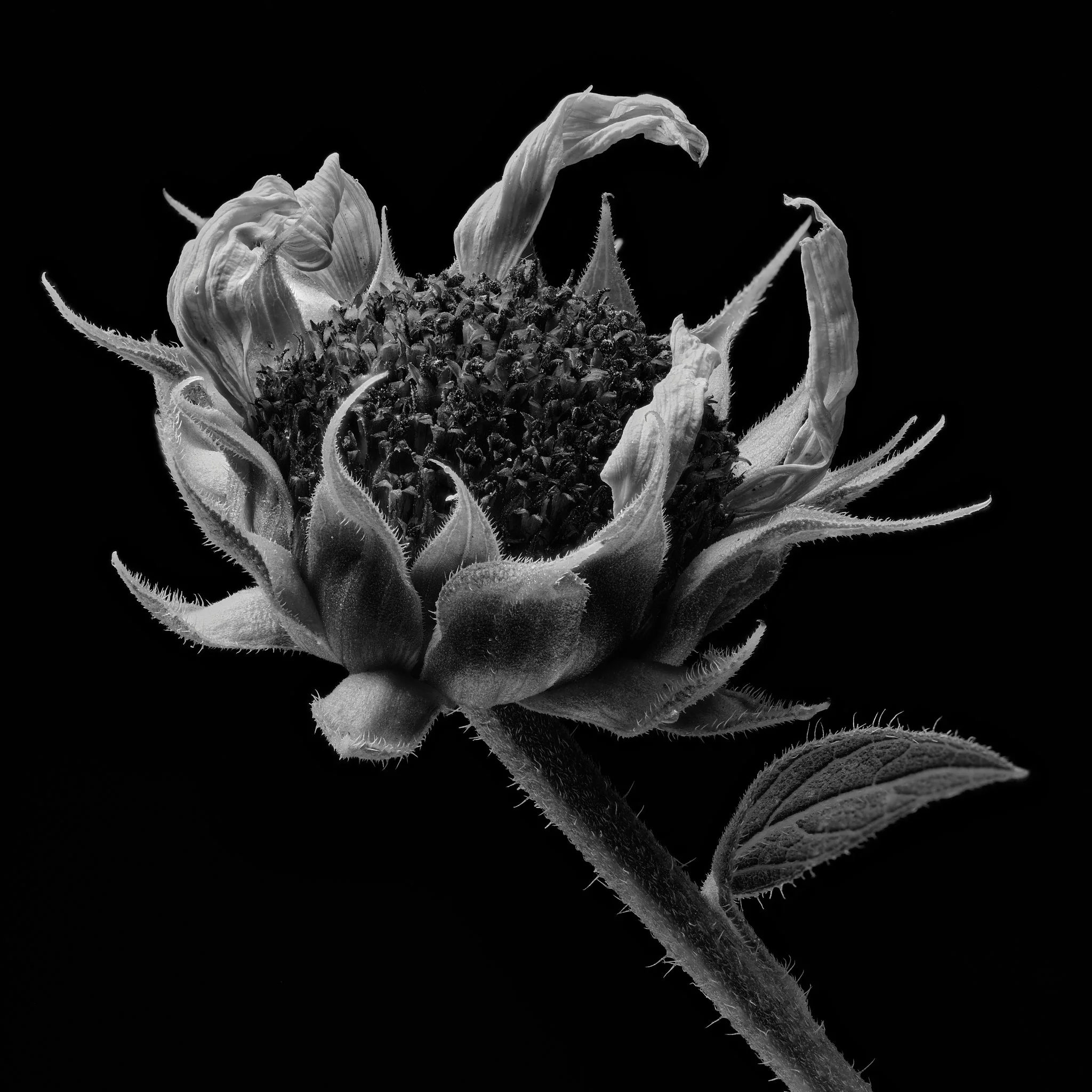 Flower 13 Stacked.jpg