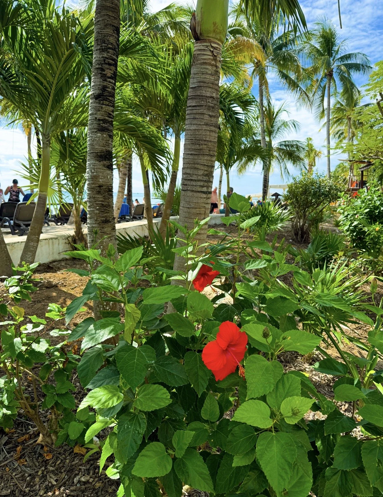 Sandos Caracol Eco Resort Review: A Family-Friendly Resort for Nature Lovers and Active Travelers