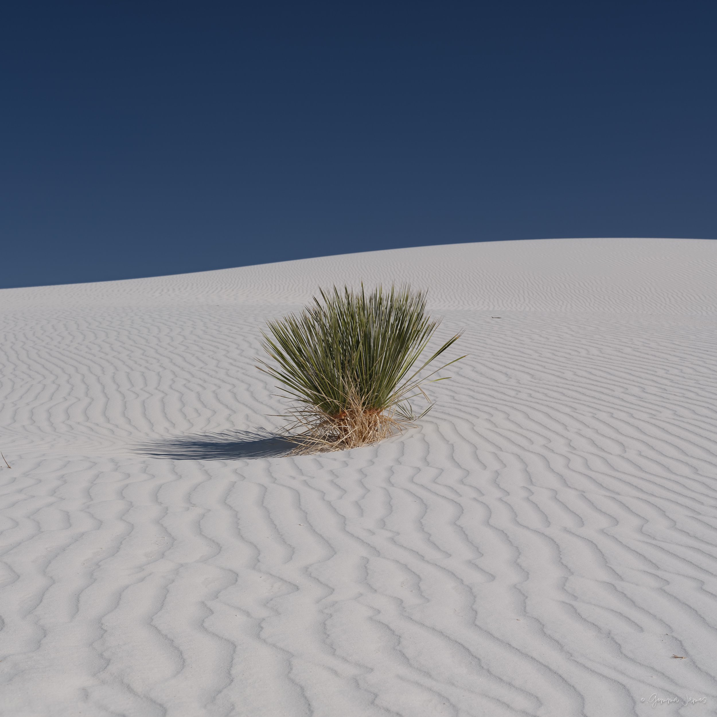 White Sands 1x1.jpeg