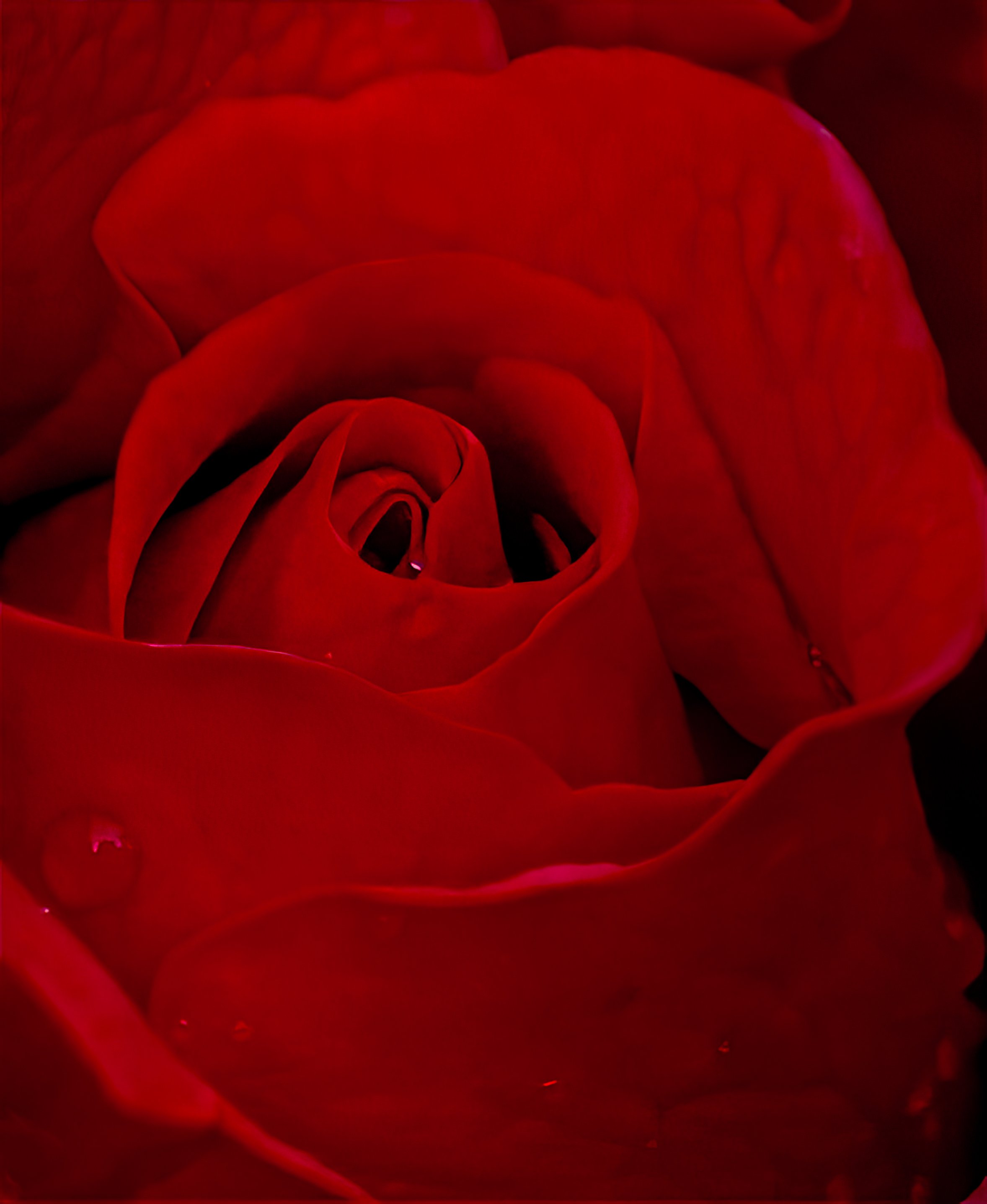 Member Meeting (Decorative Roses)