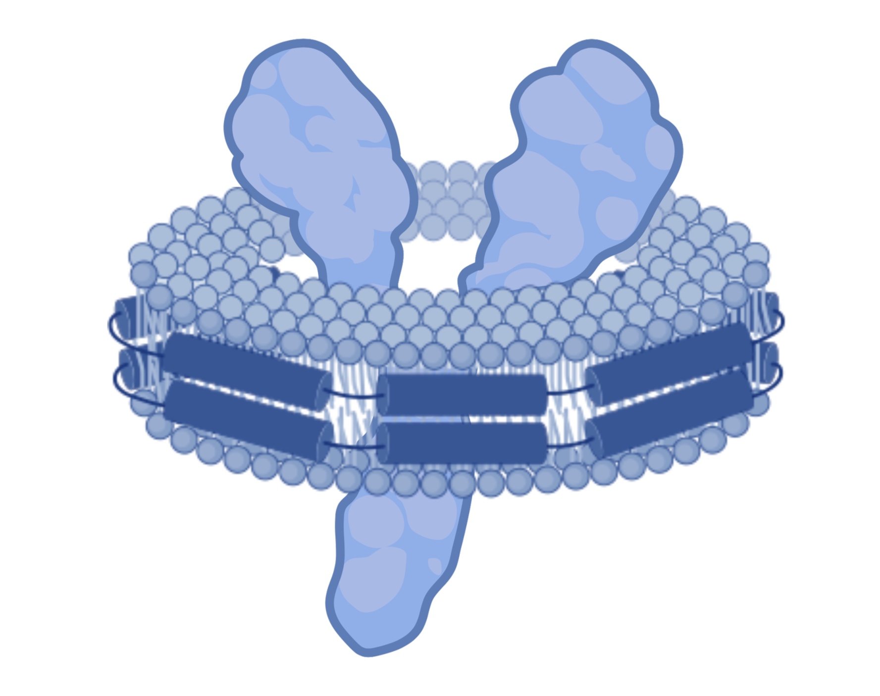 Recombinant+protein+-+cloning%2C+expression+and+purification+in+bacteria.jpg