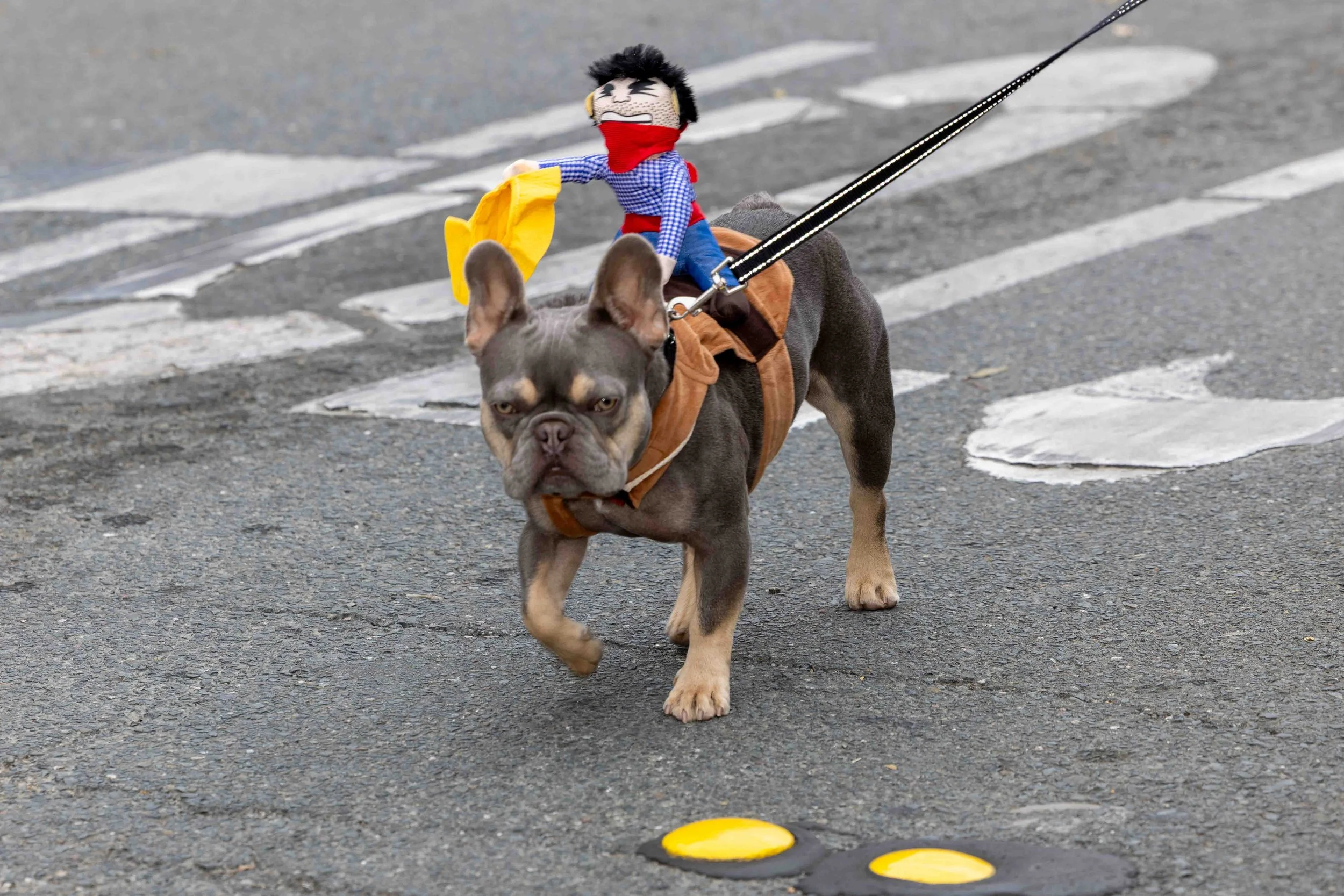 Hot Rods for Paws 2025 (274 of 368).jpg