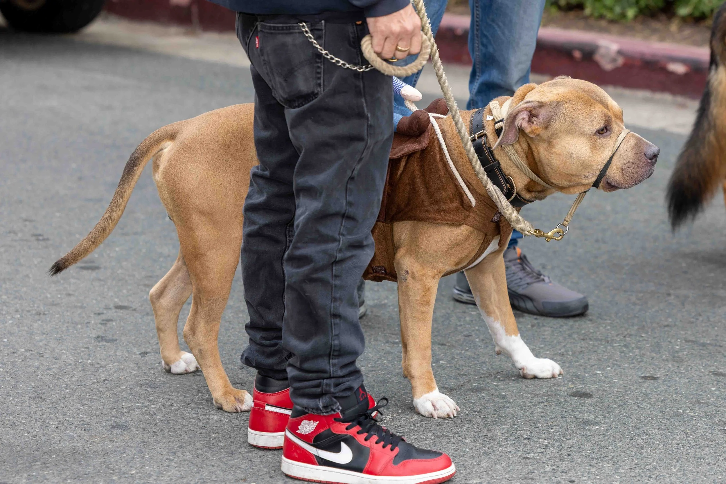 Hot Rods for Paws 2025 (312 of 368).jpg