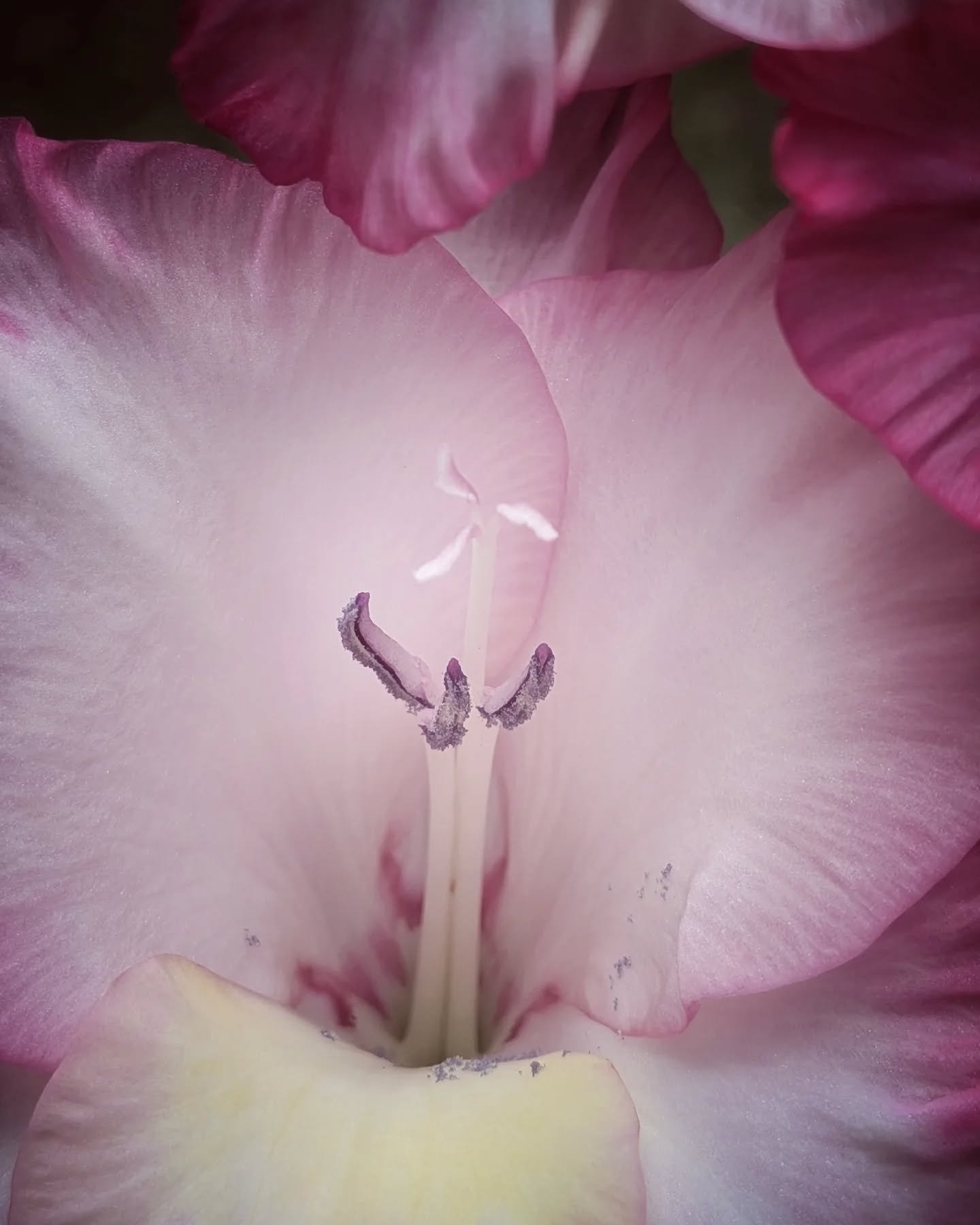 Gladiolas are ridiculous 🩷💛