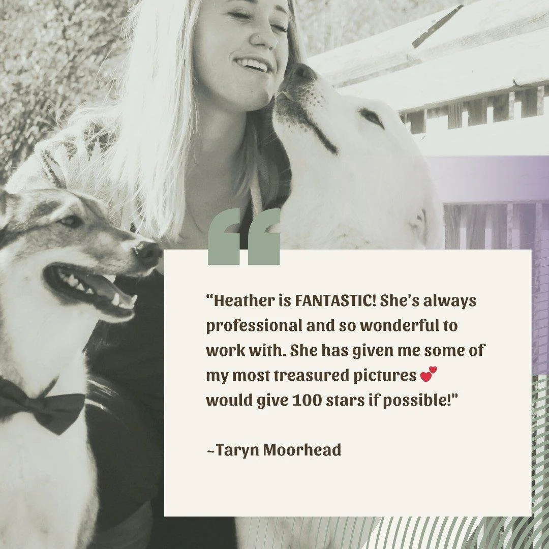 Banner Elk vibes, golden hour glow, and three hearts I loved behind my lens. Taryn, Baxter &amp; Jackson, y&rsquo;all were the moment 🥰 

#bannerelkphotographer #flatrocklookout #dogphotographer #mountainphotography